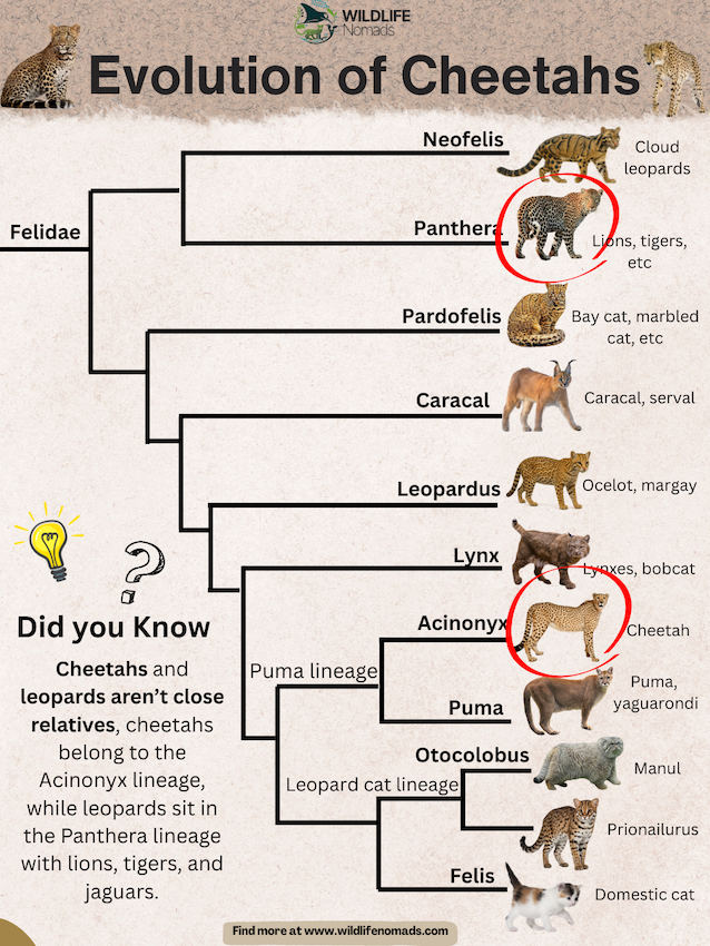 The-Evolution-of-Cheetahs-and-leopards.webp The Evolution of Cheetahs and leopard infographic showing the family tree