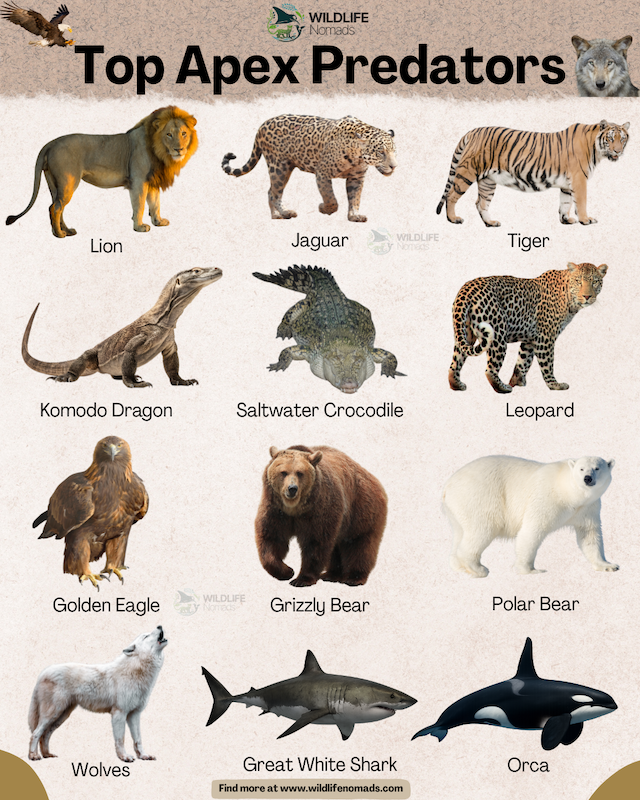Top-Apex-Predators-infographic.webp infographic showing Examples of Top Apex Predators