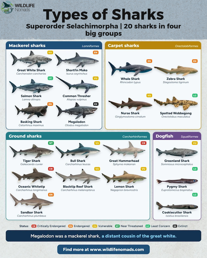 iscover 20 fascinating shark species organized into four big groups: Mackerel sharks, Carpet sharks, Ground sharks, and Dogfish. Learn fun facts—like how the Megalodon was a distant cousin of the great white—with this comprehensive visual guide. Save it to your wildlife board!