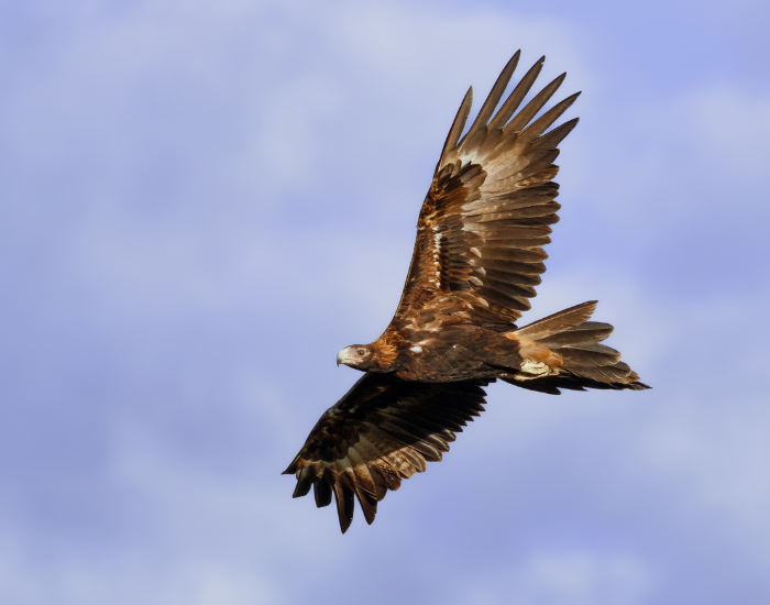 Wedge-tailed-Eagle-Aquila-audax.webp Wedge-tailed Eagle flying