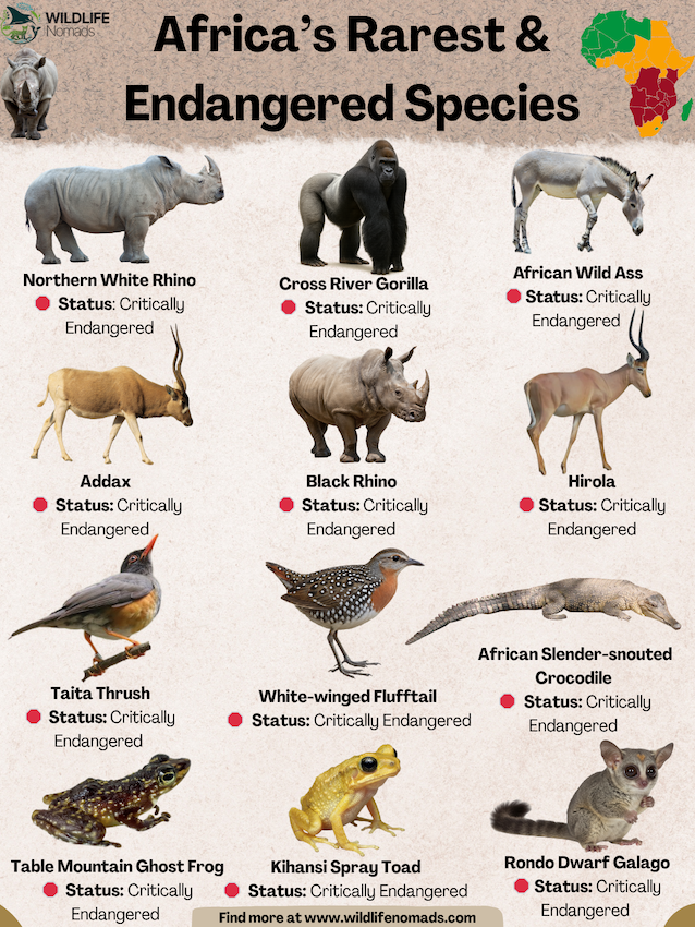 african-rare-and-endangered-species.webp infographic showing 12 Africa’s Rarest & Endangered Species