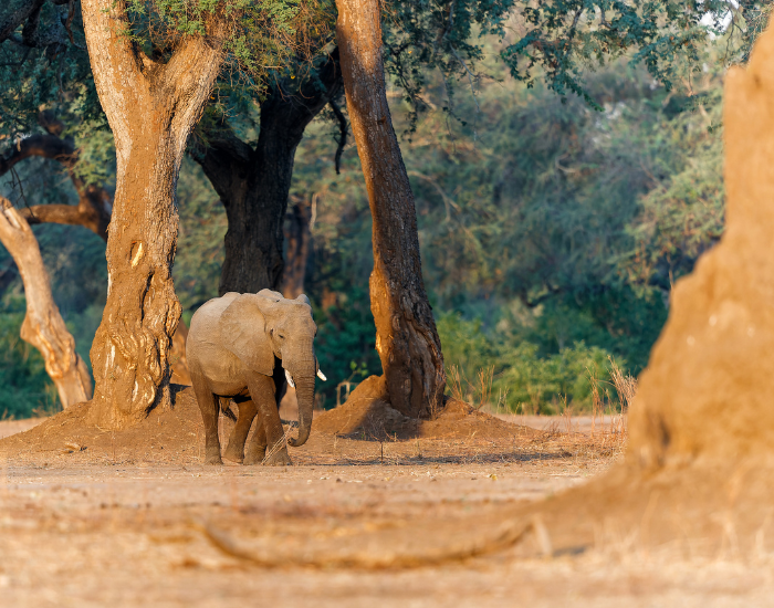elephant-in-Mana-Pools-National-Park.webp elephant walking