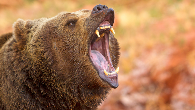 a big grizzly bear opening its mouth and roaring