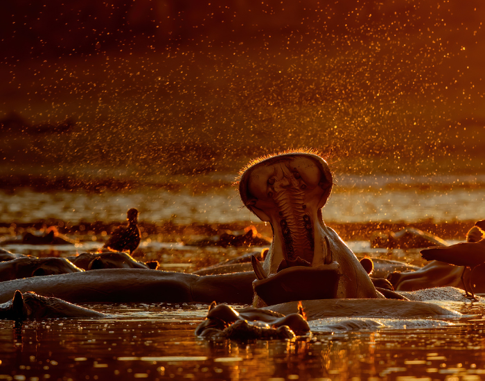 hippos-in-Mana-Pools-National-Park.webp hippos in Mana Pools National Park