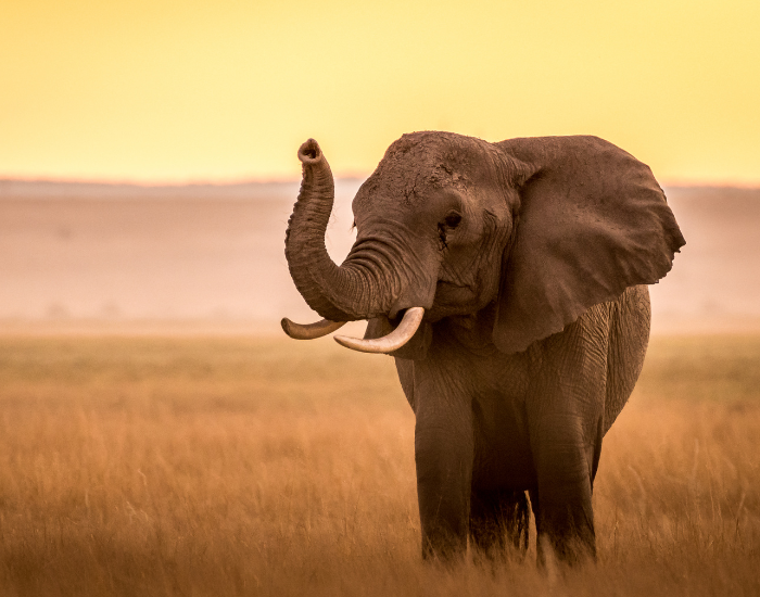 Elephant at Amboseli National Park at sunset time