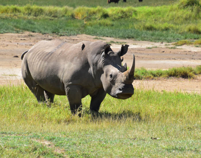 White Rhino at Lake Nakuru National Park  standing on grass