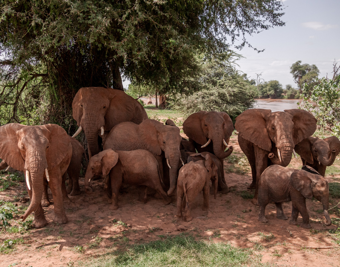 Group of Elephants at Samburu National Reserve 