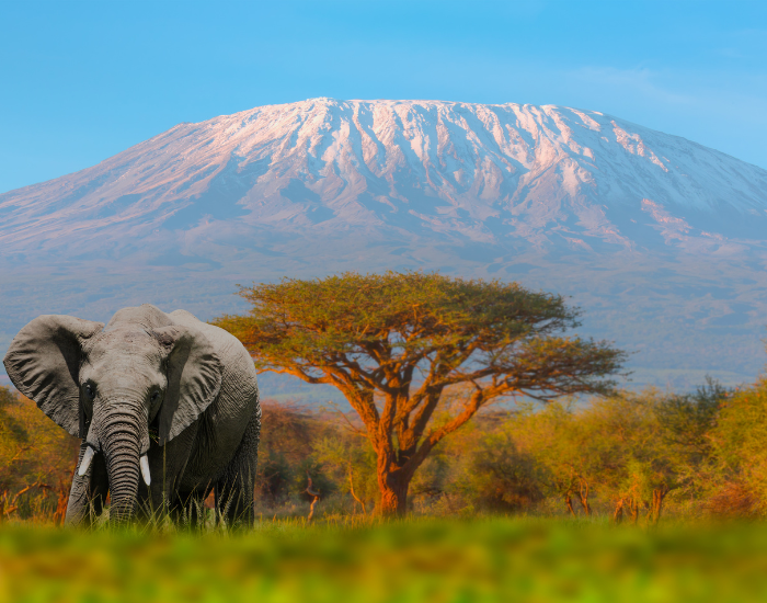 Elephant at Mount Kenya National Park with big mountain on the background