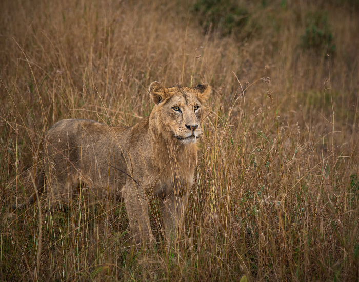 Lion at Nairobi National Park standing still on tall grass