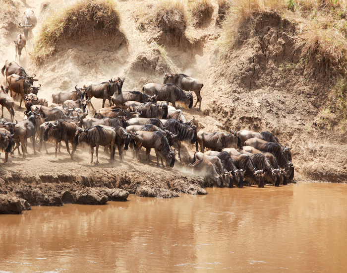 Wildebeest crossing the Serengeti plains