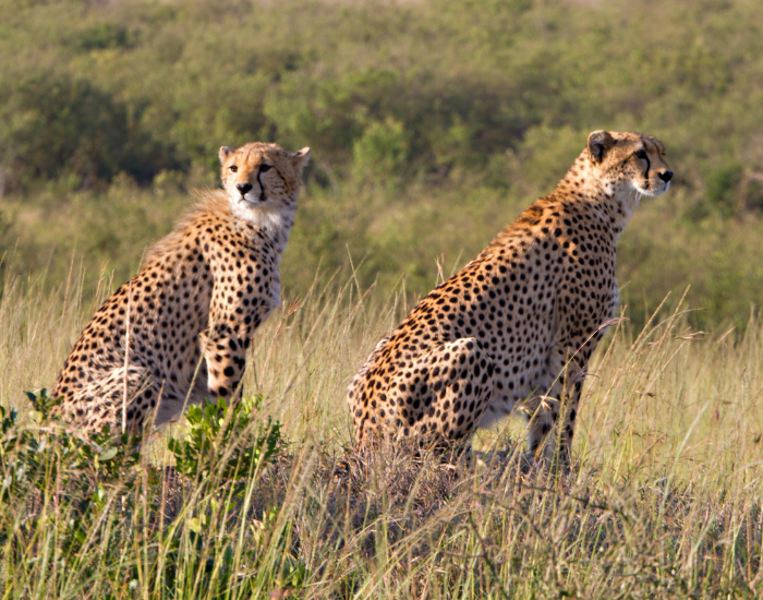 two Cheetahs at Masai Mara