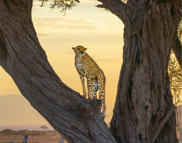 Cheeta on a tree in the wild