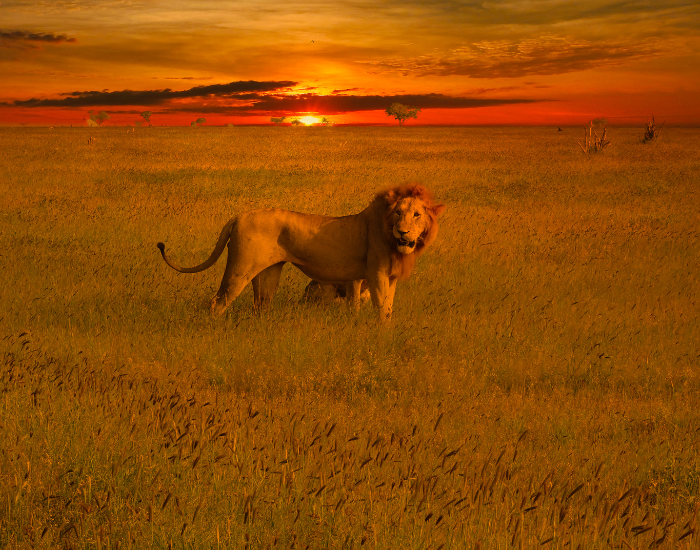 Lion in Tsavo National Park with sunset on the background
