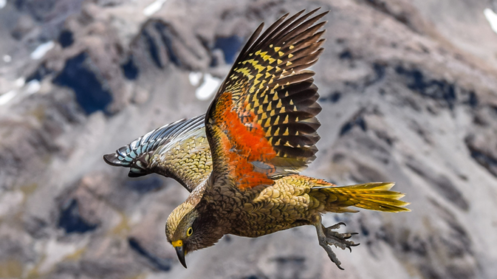 kea parrot flying in the wild with a mountain on the background