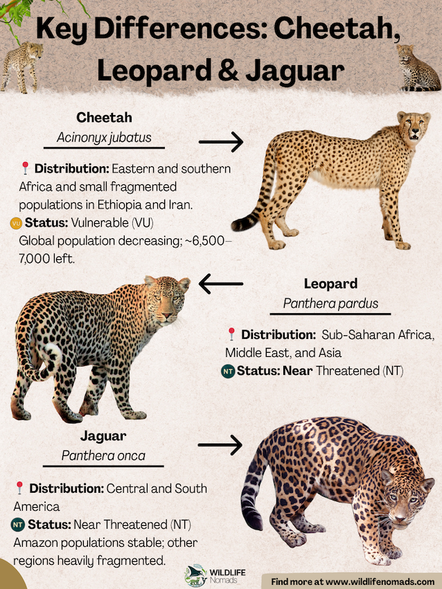 infographic showing Key Differences: Cheetah, Leopard & Jaguar
