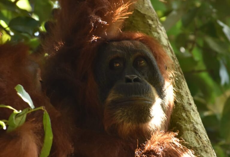 orangutan sumatra