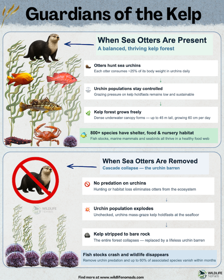 sea-otters-Guardians-of-the-Kelp-forest-infographic.webp infographic comparing two scenarios in a kelp forest ecosystem — when sea otters are present, urchins are controlled, kelp grows freely up to 45 m tall, and 800+ species thrive; when sea otters are removed, urchin populations explode, kelp is stripped to bare rock, and up to 60% of associated species disappear.