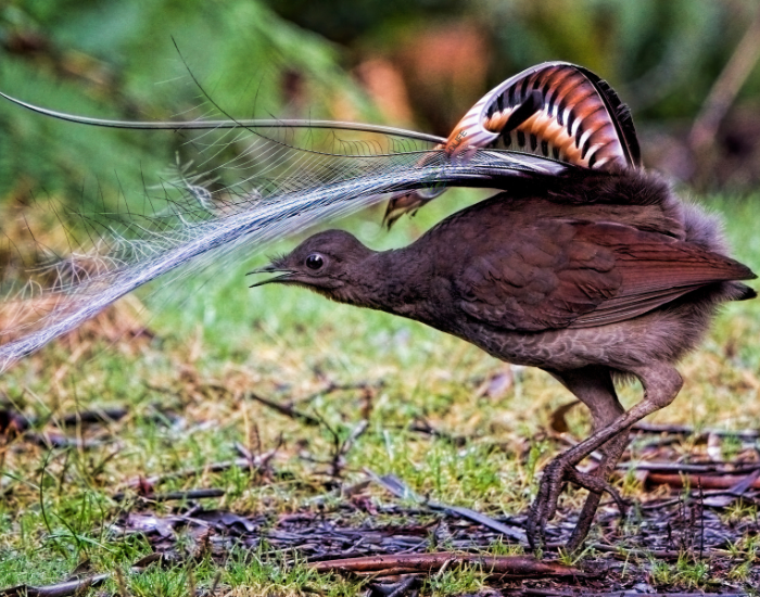 Superb Lyrebird standing