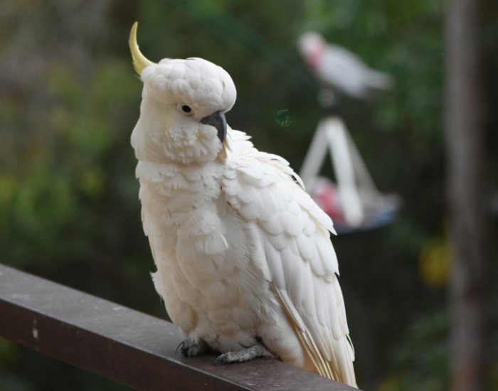 white-Cockatoo.webp white Cockatoo standing in a balcony