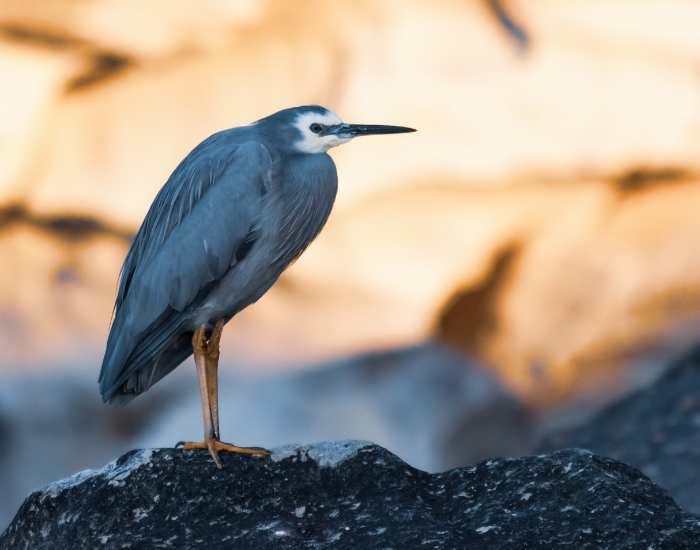 white faced heron standing on a rock