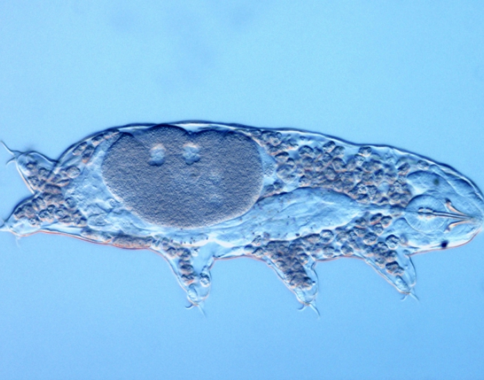 Microscopic view of an Acutuncus antarcticus tardigrade against a light blue background.