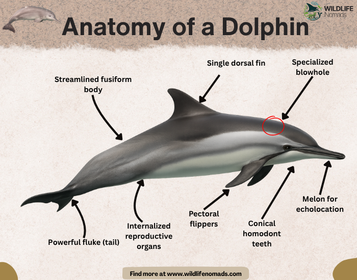 Anatomy-of-a-dolphin.webp Anatomy of a Dolphin infographic