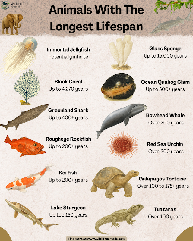 Animals With The Longest Lifespan infographic