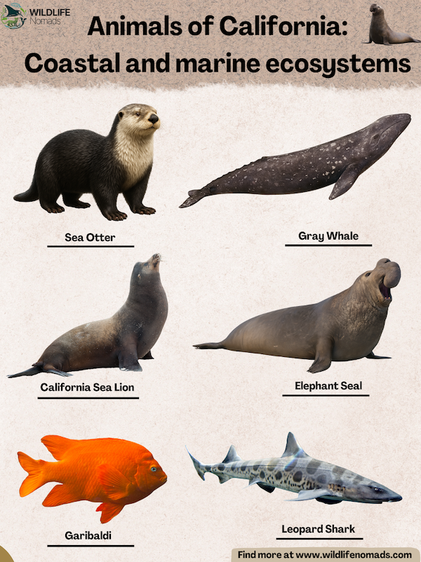 infographic showing six species of Animals of California: Coastal and marine ecosystems infographic