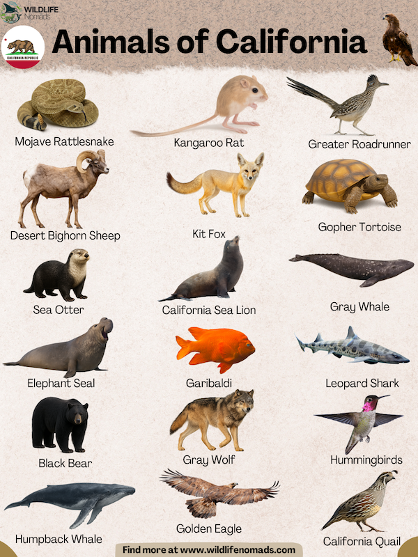 Animals of California infographic