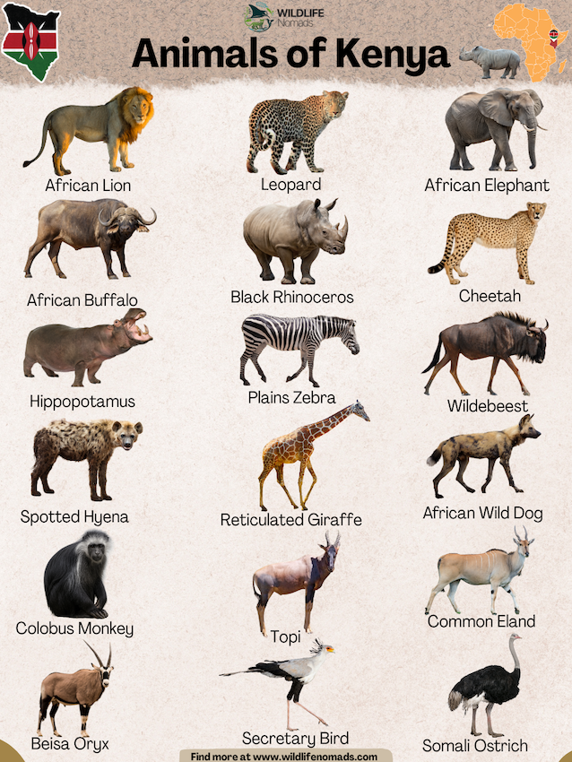 Animals of Kenya infographic