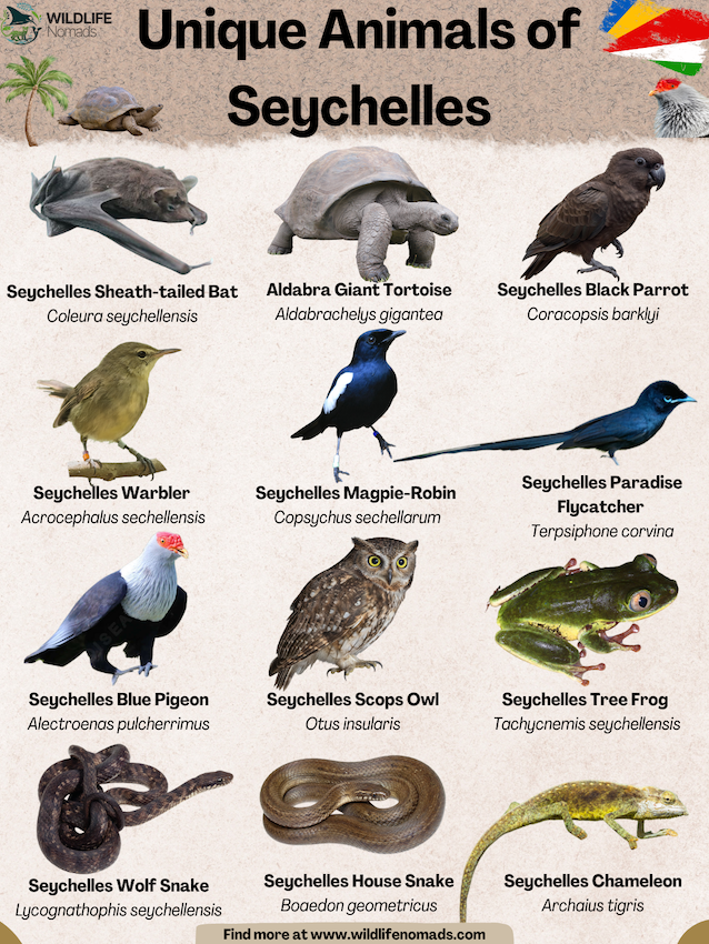Animals of  Seychelles infographic showing 12