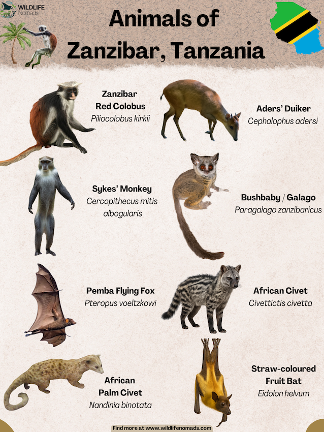 Animals of Zanzibar, Tanzania infographic showing 8