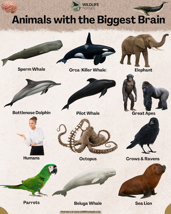 Animals-with-the-Biggest-Brain-infographic.webp Animals with the Biggest Brains infographic