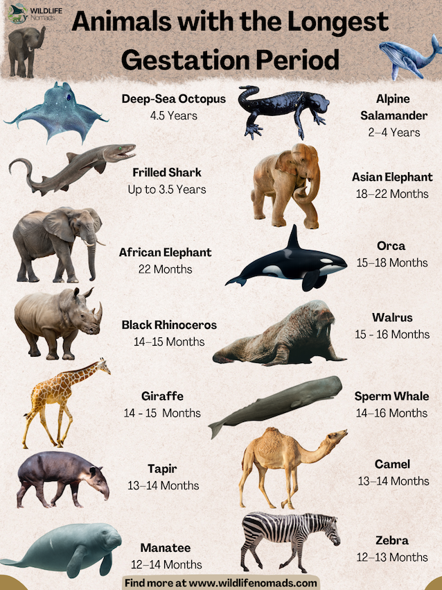 Animals with the Longest Gestation Period infographic