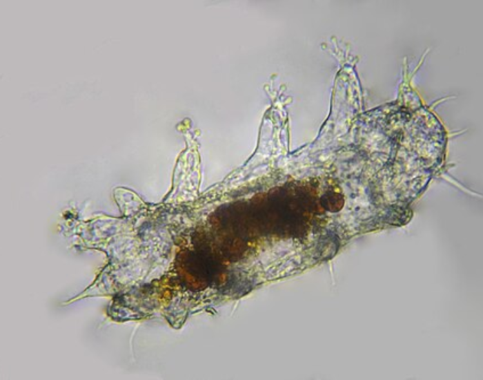 Microscopic image of a translucent Batillipes tardigrade on a light background.