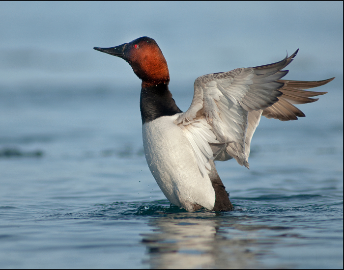 Canvasback-Duck.webp Canvasback Duck flapping its wings