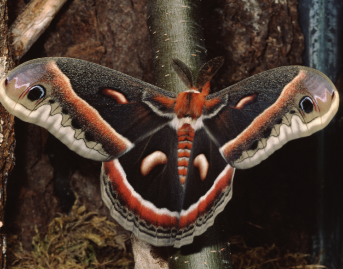 Cecropia Moth close up laying on a tree trunk