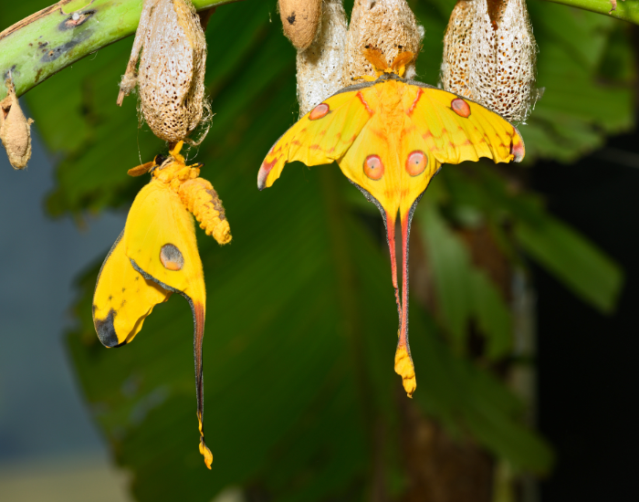 two Comet Moths oerched on a tree in its natural environment