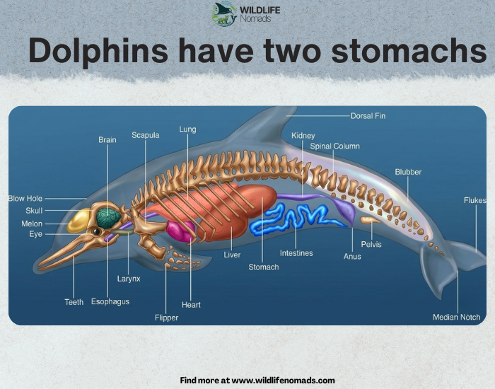 Dolphins-have-two-stomachs.webp Dolphins have two stomachs infographic showing anatomy