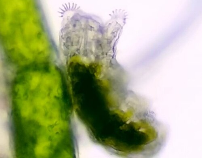 Microscopic view of an Echiniscoides sigismundi tardigrade near green plant tissue.