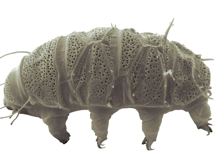 an Echiniscus close up macro with white background