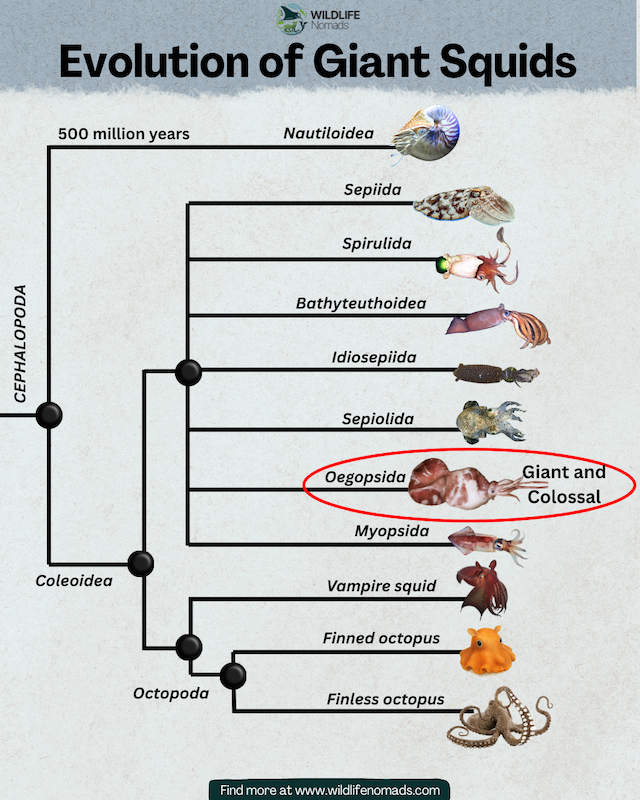 infographic showing the Evolution of cephalopods including Giant Squids