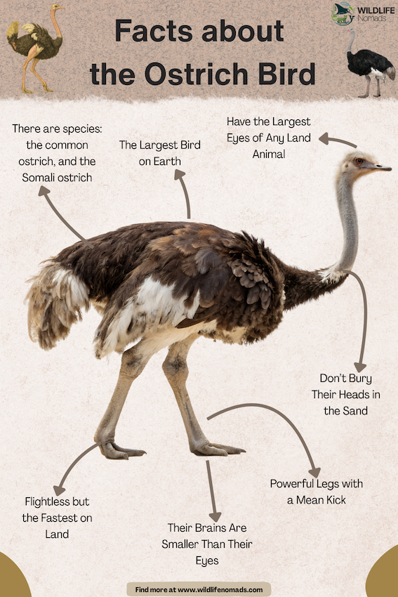 infographic Facts about the Ostrich Bird