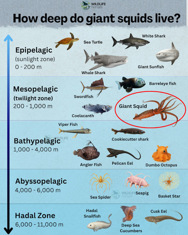 infographic showing where do giant squids live