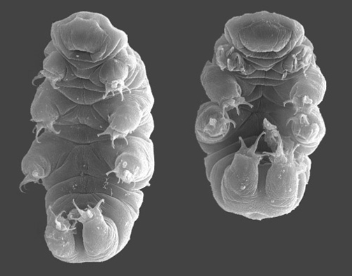Hypsibius exemplaris species under the microscope