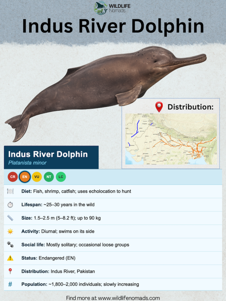 Indus-River-Dolphin-animal-profile.webp Indus River Dolphin species profile