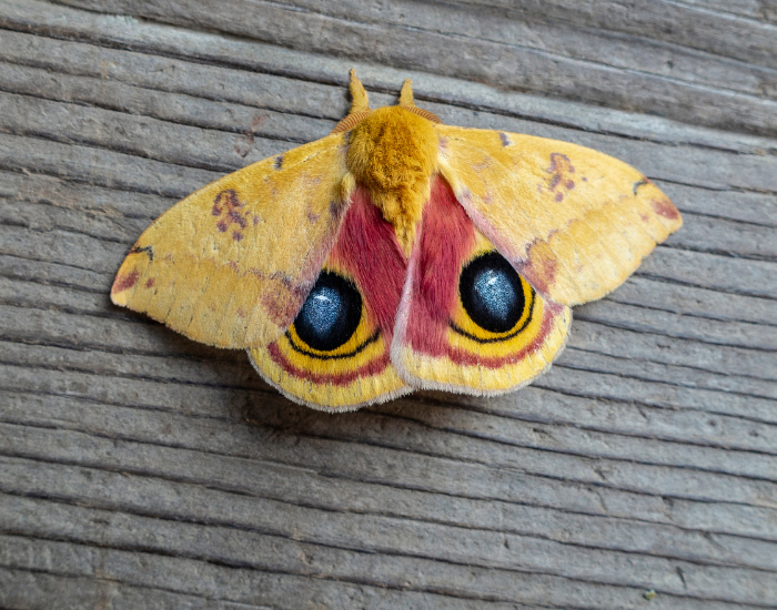 close up of a  Io Moth standing on wooden surface