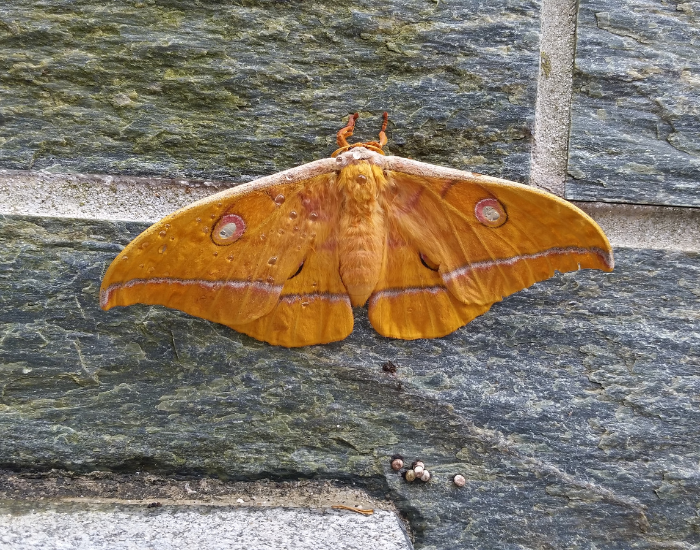a Japanese Silk Moth laying on a stone wall