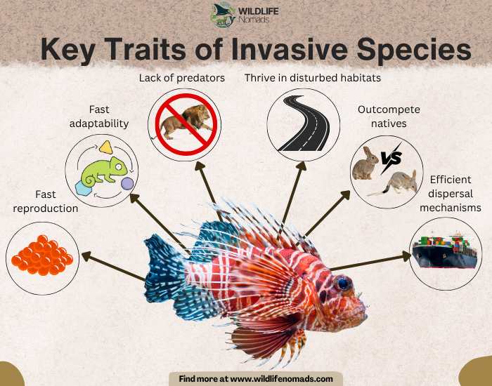 Key Traits of Invasive Species infographic showing a lionfish