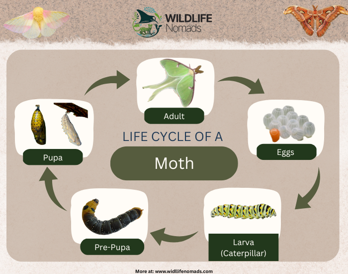 Life cycle of a moth  infographic